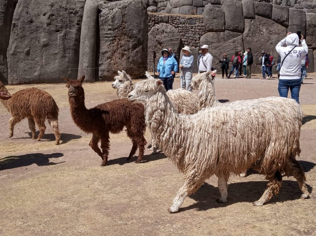 Llamas and some alpacas walking in Saqsayhuaman ruins