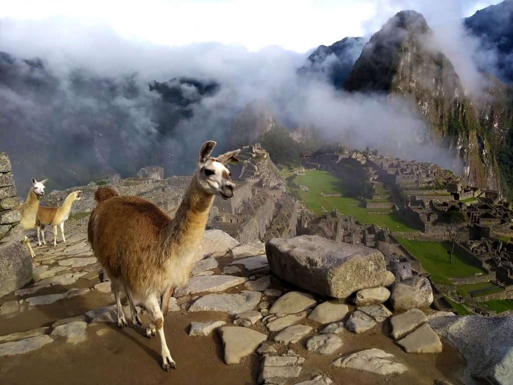 llamas-over-machu-picchu